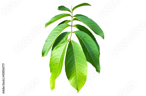 Green leaves of  Queen Crepe Myrtle isolated on white background  clipping paths.