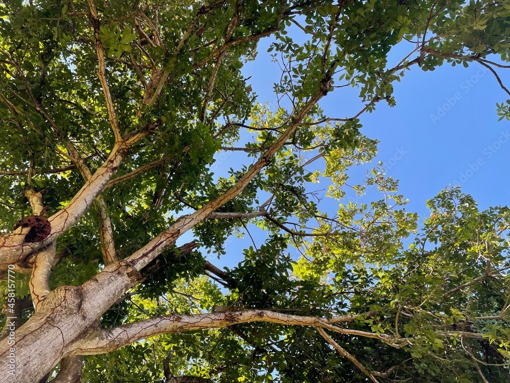 Fototapeta premium tree in the forest