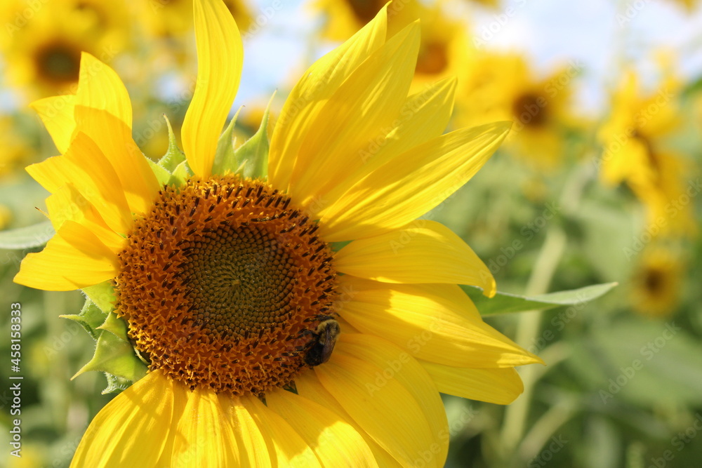 Obraz premium bee on a sunflower 