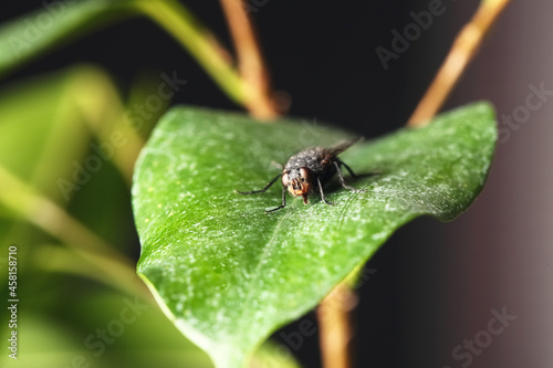 Fly sitting on green leaf against dark background, closeup