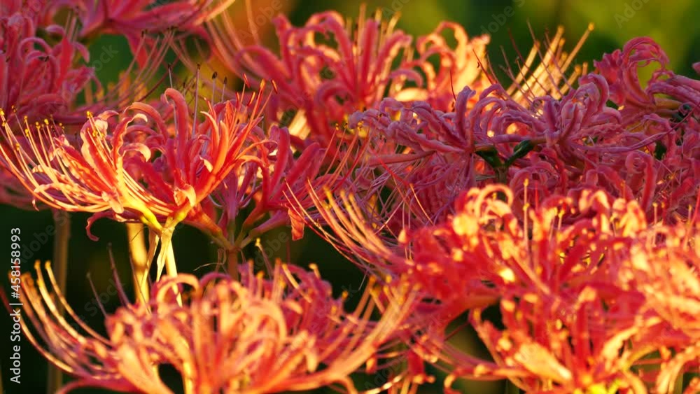 Tokyo,Japan - September 21, 2021: Closeup of Lycoris radiata or red spider lily or red magic lily or equinox flower or higanbana
Tokyo,Japan - September 21, 2021: Closeup of Lycoris radiata or red spider lily or red magic lily or equinox flower or higanbana