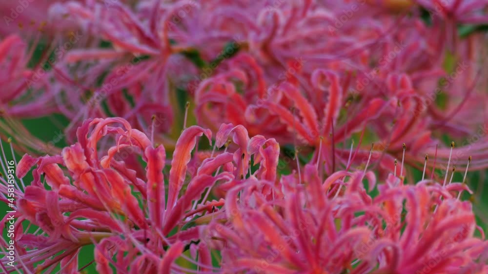Tokyo,Japan - September 21, 2021: Closeup of Lycoris radiata or red spider lily or red magic lily or equinox flower or higanbana
Tokyo,Japan - September 21, 2021: Closeup of Lycoris radiata or red spider lily or red magic lily or equinox flower or higanbana