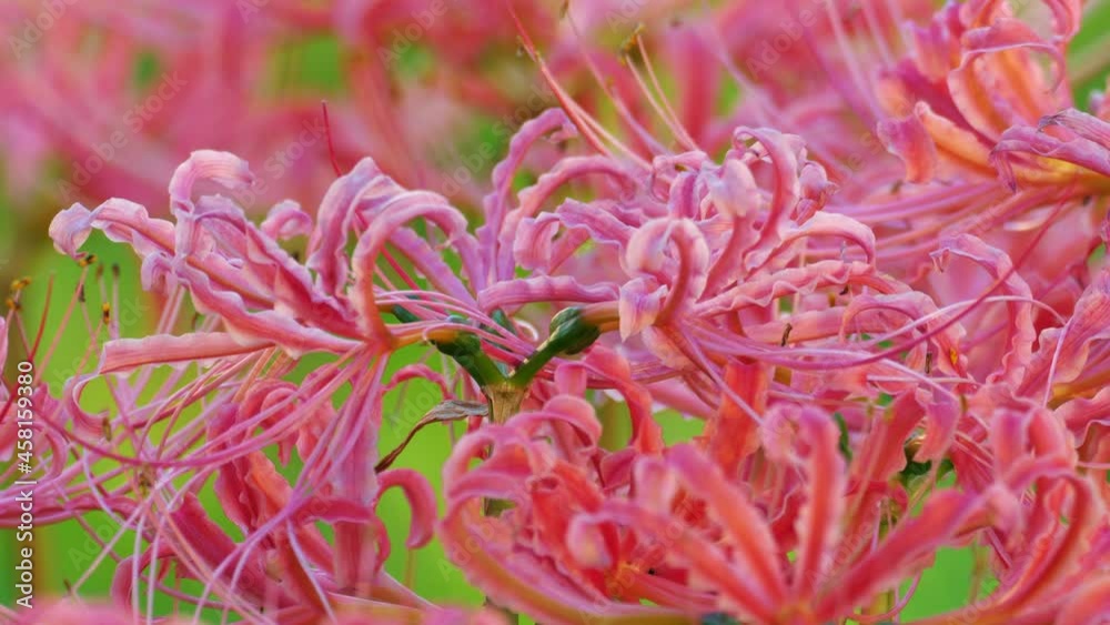 Tokyo,Japan - September 21, 2021: Closeup of Lycoris radiata or red spider lily or red magic lily or equinox flower or higanbana
Tokyo,Japan - September 21, 2021: Closeup of Lycoris radiata or red spider lily or red magic lily or equinox flower or higanbana