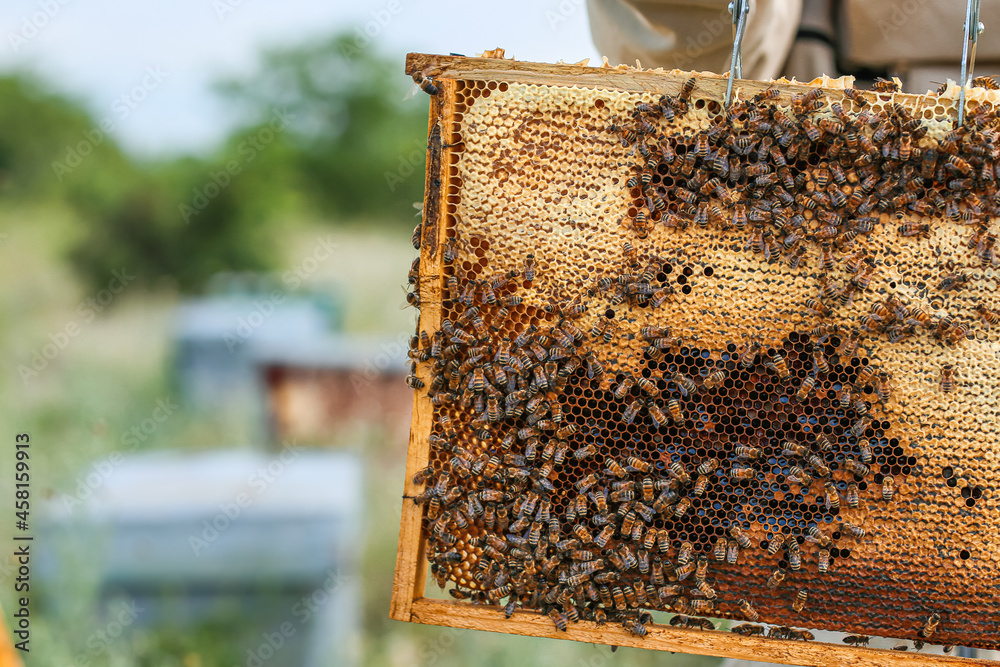 Beekeeper with honey frame at apiary Beekeeper with honey frame at apiary