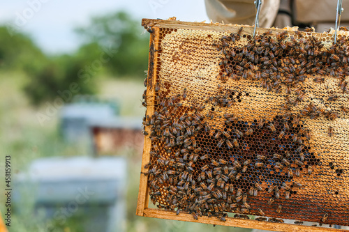 Beekeeper with honey frame at apiary photo