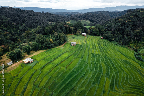 Green rice fields in the rainy season from the from the top above