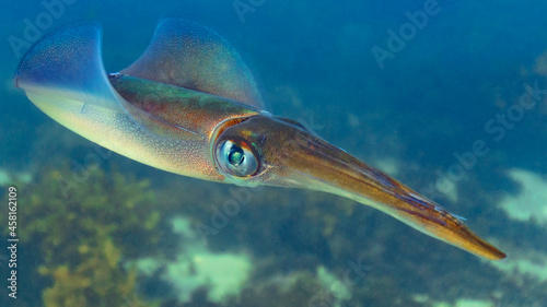 Baby Calamari Squid Closeup in the Ocean