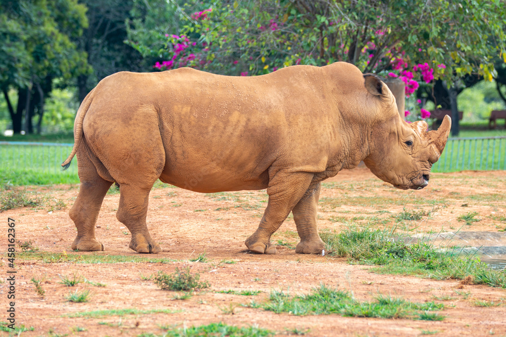 Obraz premium portrait of white rhinoceros on the side with pink flowers in the background