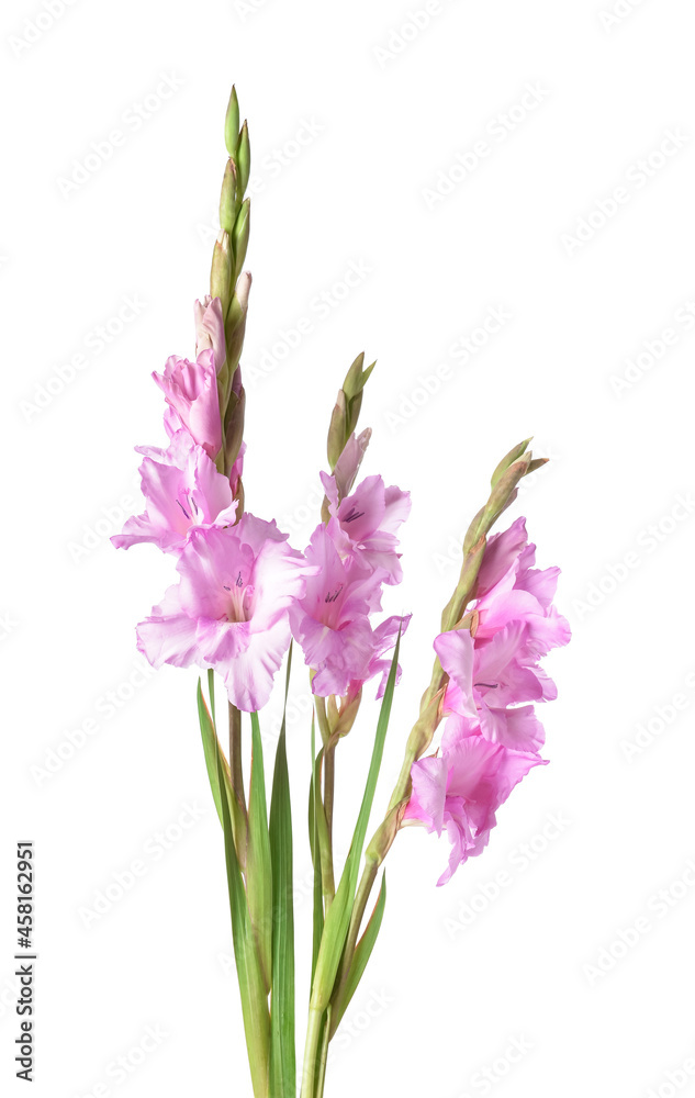 Beautiful gladiolus flowers on white background Beautiful gladiolus flowers on white background