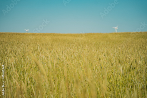 wheat field and blue sky