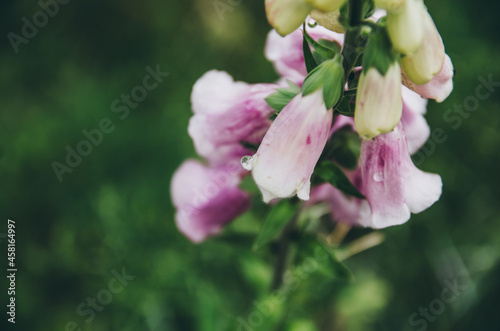 Dew drop on a foxglove flower photo