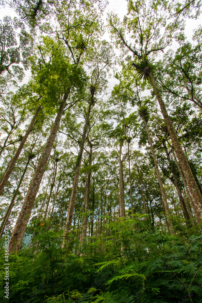 Fototapeta premium Trees in the forest are tall and dense