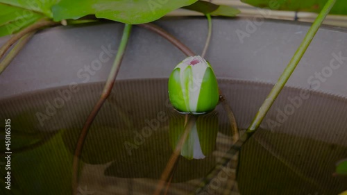 スイレンの開花のタイムラプス映像 photo