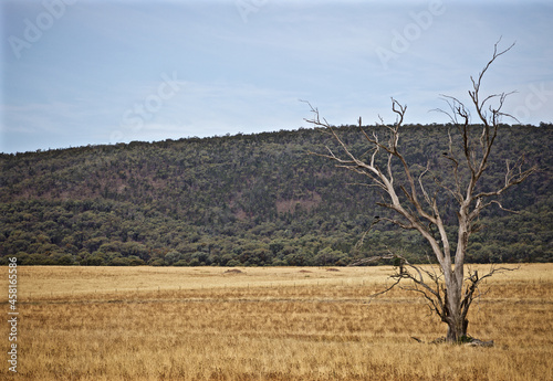 A dead tree sits in an golden open field photo