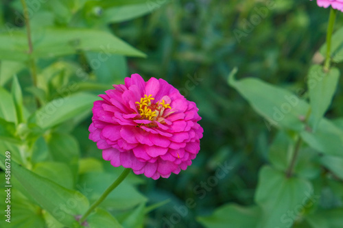 Pink Common Zinnia Embedded in Leaves