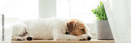 Purebred Jack Russell Terrier lying at the window. Banner.