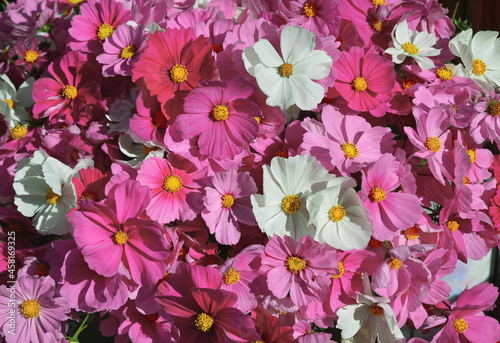 Cosmos flowers under sun light at the shop