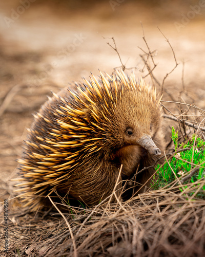 Photography Echidna, Victoria.