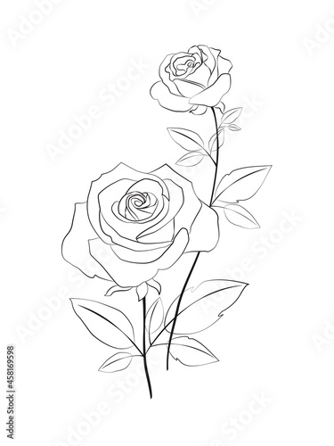 Beautiful rose line art drawing on white background