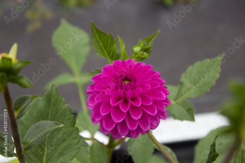 bright purple dahlia