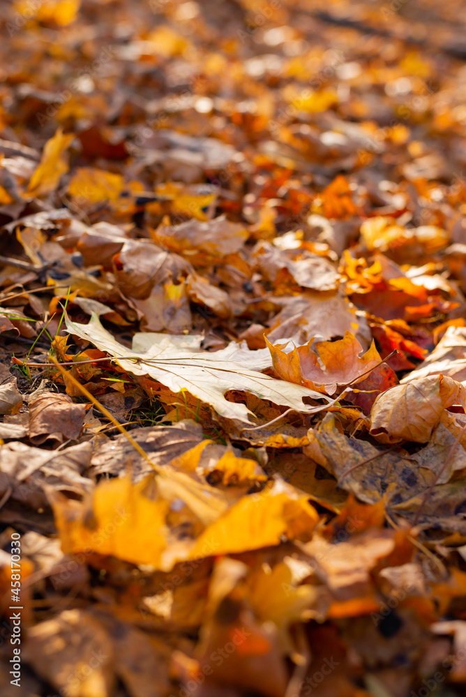 Oak leaf on the ground. Autumn. Wallpaper-screensaver.