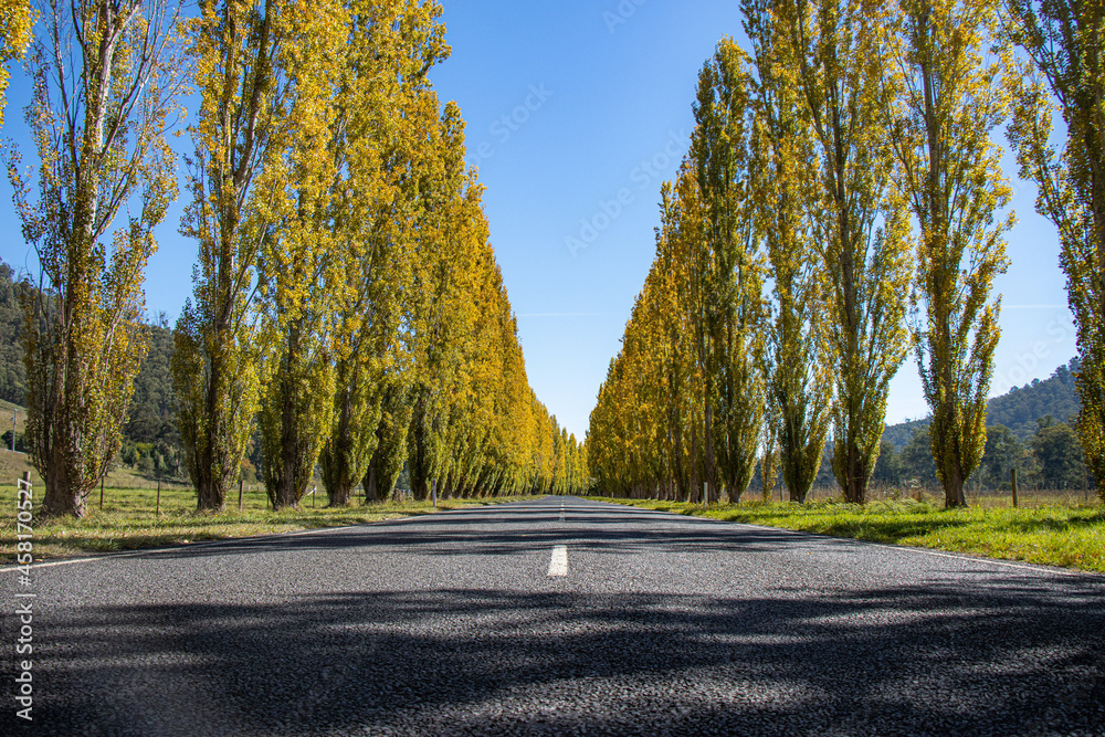 Obraz premium road in autumn