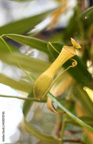 Tropical pitcher plants or monkey cups in Bogor, West Java, Indonesia. In Indonesia called kantong semar. photo