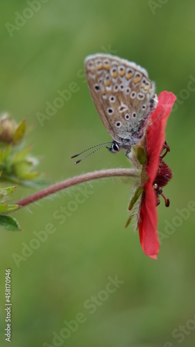 A nondescript butterfly under the lepistes of a red flower on a summer day