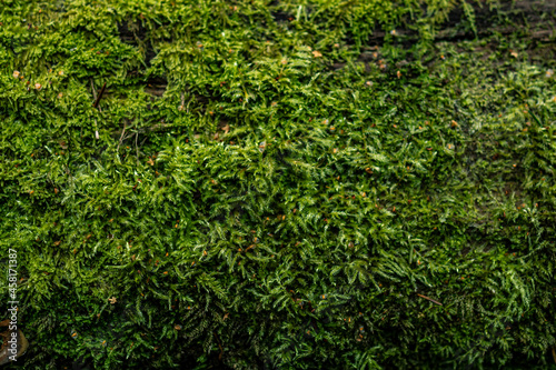 Fototapeta Naklejka Na Ścianę i Meble -  A clearing with moss and lichen close-up