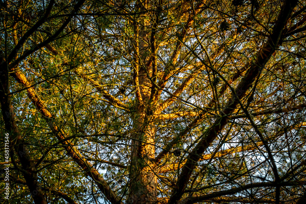 Obraz premium Tree trunk close-up from the wild forest