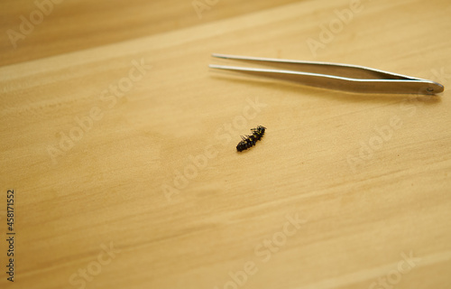 tweezers and coccoon worm butterfly on wooden table high angle view with copy space photo