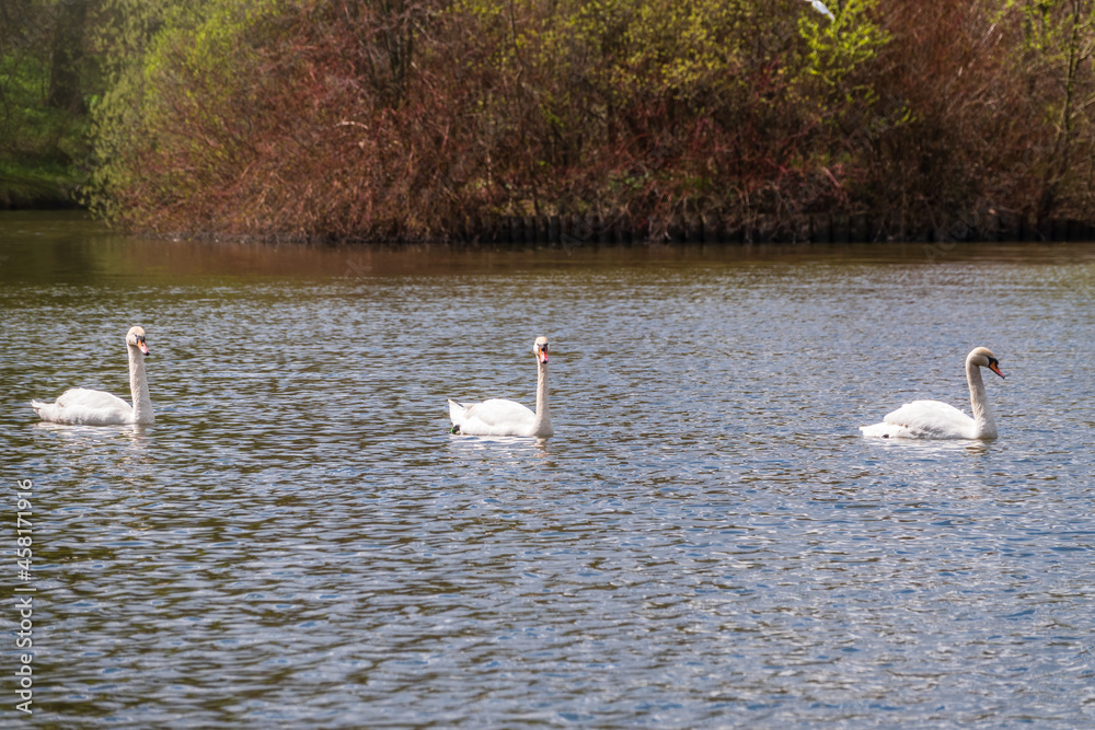 Graceful white Swans swimming in the lake, swans in the wild Graceful white Swans swimming in the lake, swans in the wild