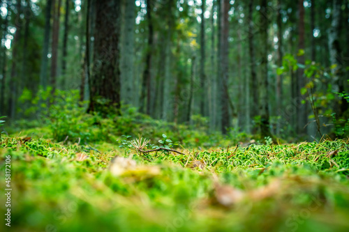 autumn green coniferous forest with fallen trees