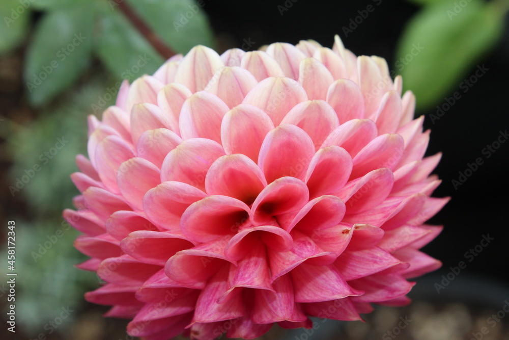 natures shading of a dahlia natures shading of a dahlia