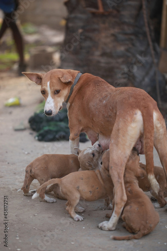 animal photography -vertical portrait of a female dog mother standing outdoors, feeding a group of brown, beige and white puppies, in the Gambia, Africa © agarianna