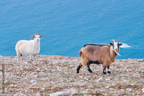 Group of wild goats on a mountainside in the daytime on a blue background.
