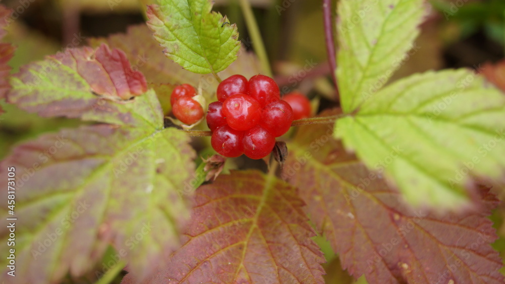 Red berry bone growing in the forest. Autumn time Red berry bone growing in the forest. Autumn time