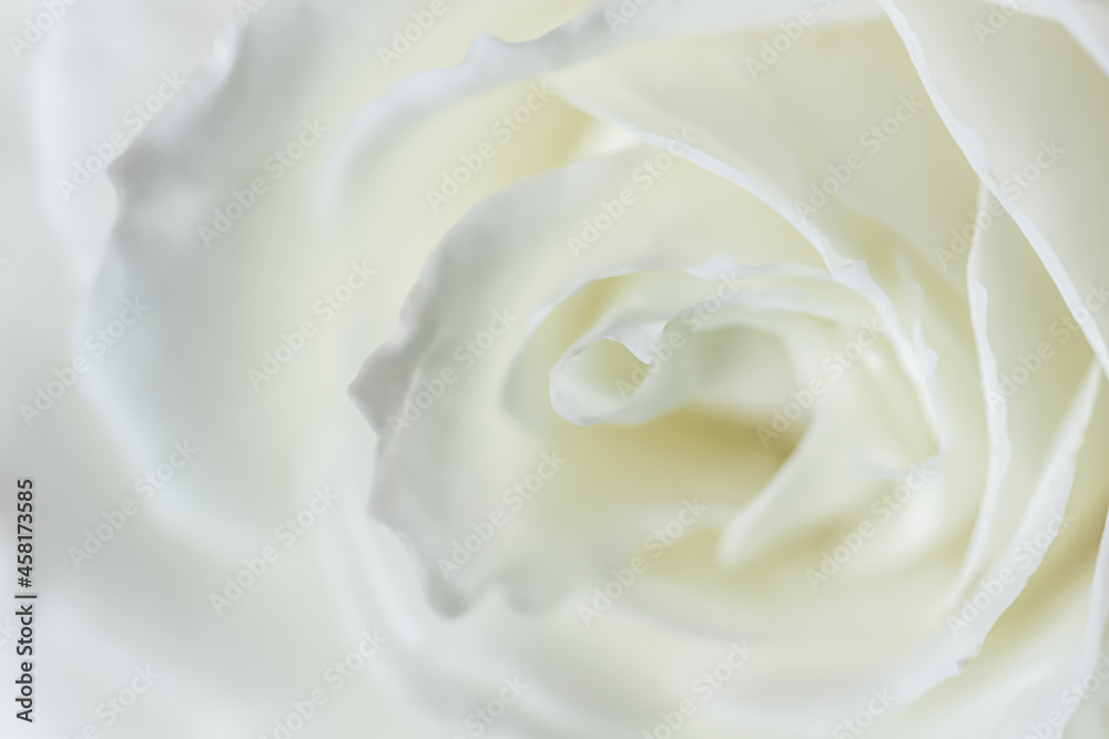 Abstract floral background, white rose flower petals. Macro flowers backdrop for holiday design. Soft focus. Abstract floral background, white rose flower petals. Macro flowers backdrop for holiday design. Soft focus.