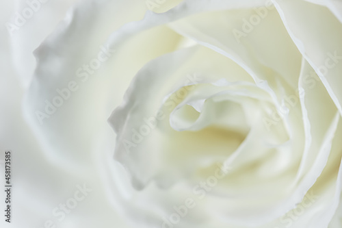 Abstract floral background  white rose flower petals. Macro flowers backdrop for holiday design. Soft focus.
