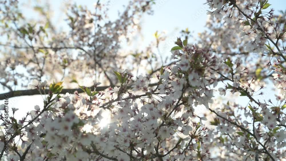 Closeup view of cherry blossoms in Kaunas Nemunas island Park. Spring season, Lithuania Closeup view of cherry blossoms in Kaunas Nemunas island Park. Spring season, Lithuania