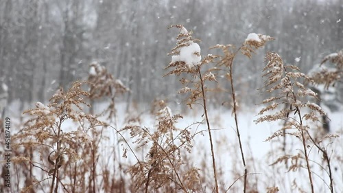Wallpaper Mural Dried goldenrod blowing in the wind on a winter day Torontodigital.ca