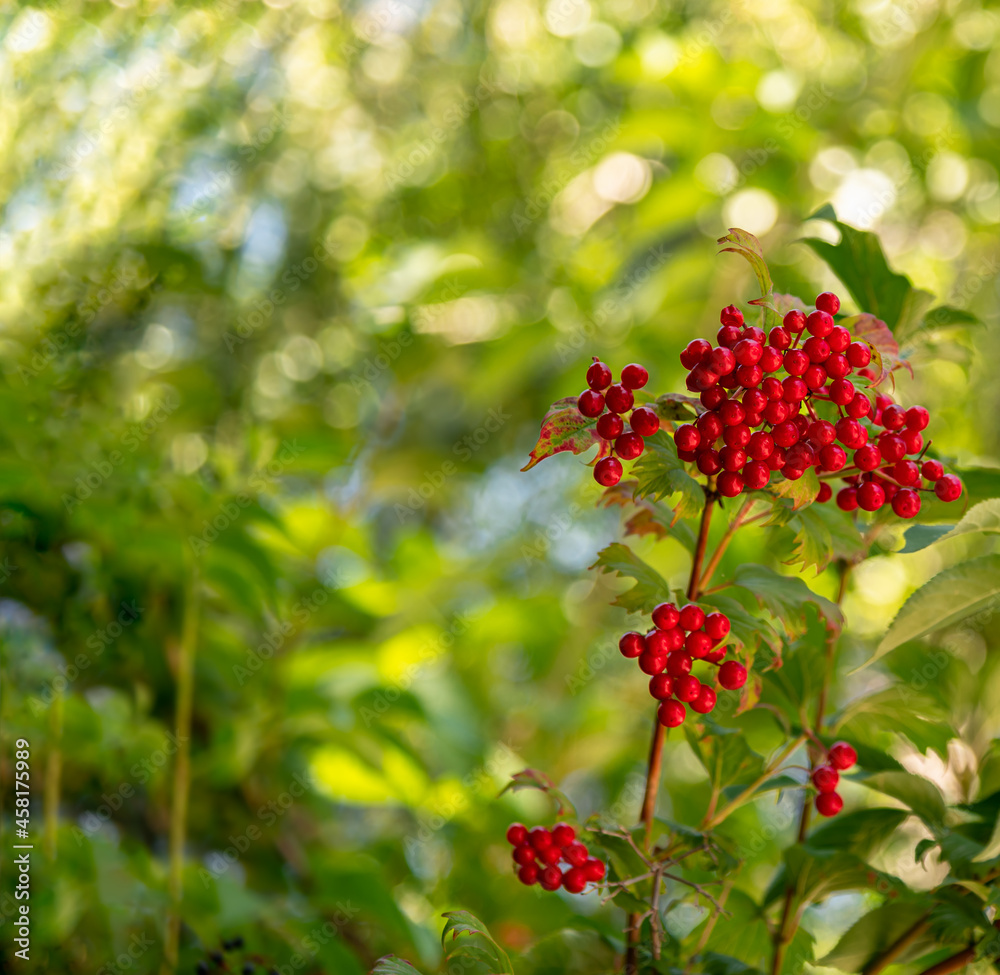 bright colors of autumn. ripe red viburnum