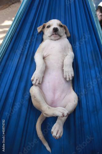 funny animals photography:vertical closeup of a white and beige puppy laying on his back on a blue hammock, outdoors on a sunny day in the Gambia, Africa © agarianna