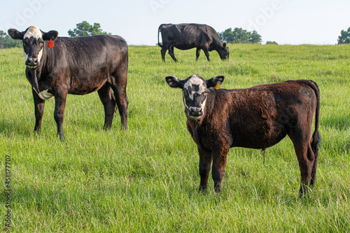 Black baldy beef cattle in summer pasture