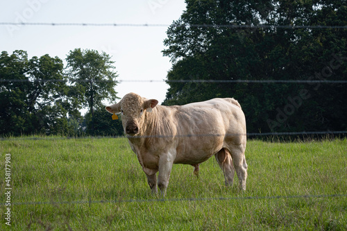 Charolais bull behind barbed wire in summer pasture photo