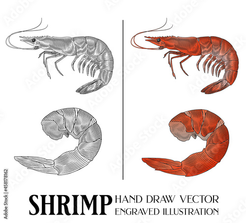 Shrimp Hand Draw Vector, boiled shrimp, Engraved illustration, Retro vintage style, for a restaurant's menu, Seafood, Lines and colors are clearly separated, ready to be used for further work.
