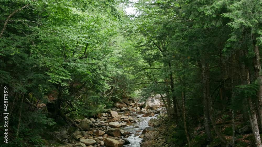 A beautiful rocky stream runs through a dense forest as the camera slowly tilts. A beautiful rocky stream runs through a dense forest as the camera slowly tilts.