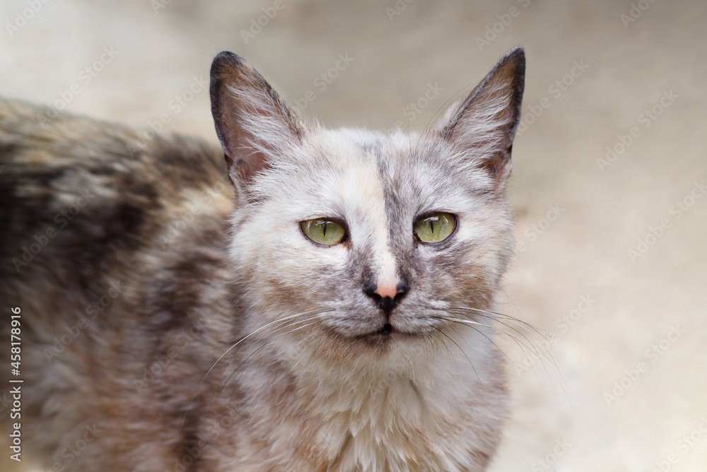 A domestic cat with an unusual multicolored color looks at the camera. Close-up. Copyspace.