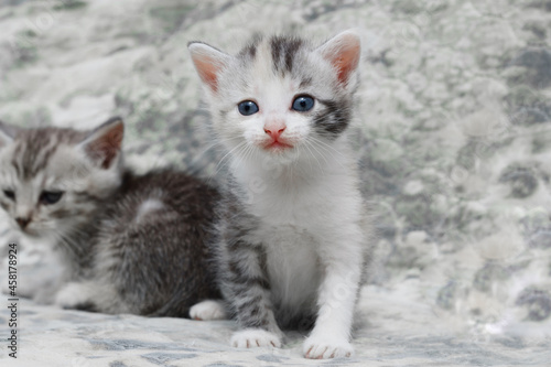 Funny little gray and striped kittens sit on a gray background. They look into the camera. Pets. Close-up. Copyspace.
