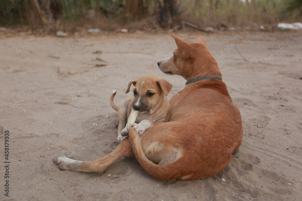 horizontal photography of a brown and white Africanis dog mother lying on a sandy ground, with a small puppy playing with her tail, outdoors on a sunny day , with trees and grasses in the background